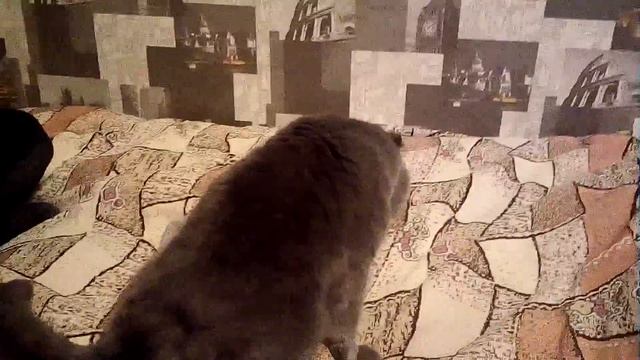Котик с парализованными лапами... Поддержи лайком.