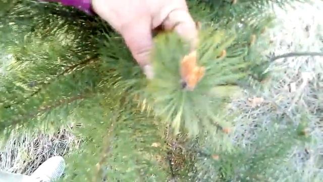 КАС-81- весенняя заготовка сырья . смотреть онлайн