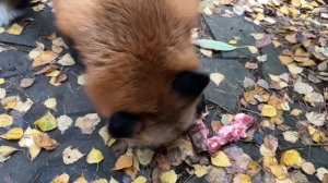 Алиса - лиса. Завтрак и белый