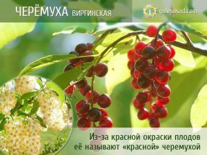 Черемуха виргинская
