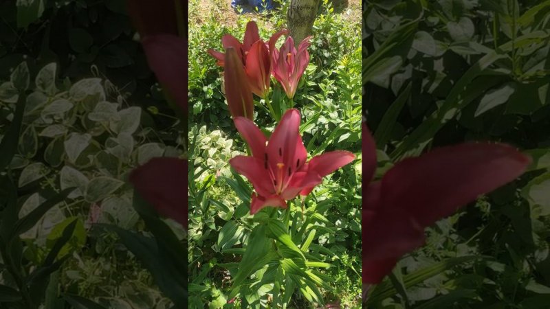 Лилии на даче 04.06.2023г
