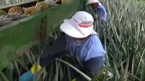 ананас_видео сбора