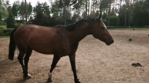 Алабай и лошади - 2