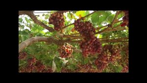 ХИЩНЫЙ КЛЕЩ AMBLYSEIUS ANDERSONI ПРОТИВ КЛЕЩЕЙ-ВРЕДИТЕЛЕЙ