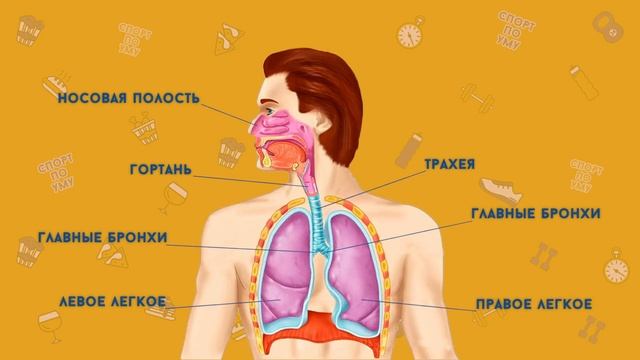 Легкие! Дыхательная система! Бронхи! Трахея! Гортань! Нос! Типы дыхания! Вдох и выдох! смотреть онлайн