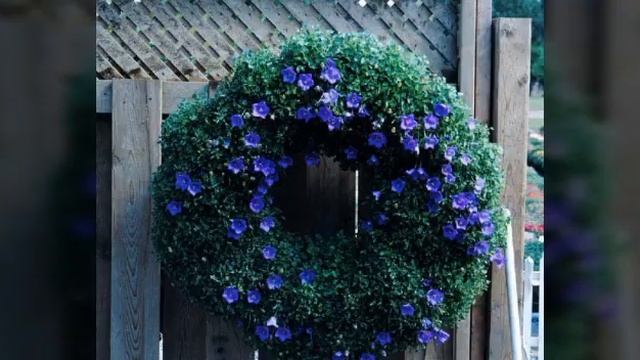 Karpatski zvončić, campanula смотреть онлайн