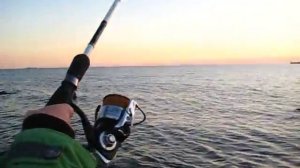 Черноморский окунь (смарида) на сбирулино.