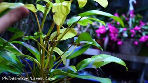 Lemon Lime Philodendron