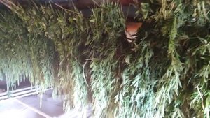 Заготовка крапивы на зиму для кроликов и кур.