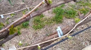 Как получить 45 килограмм урожая с одного куста винограда Велика