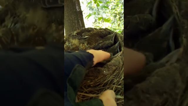 "От яйца до дрозда". Гнездование дроздов рябинников 2019 год.