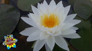 Нимфея  Saraswathy / Sarasvati/ Saraswati (богиня Сарасвати) кувшинка, waterlily, водные растения