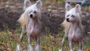 НЕПРИХОТЛИВЫЕ ПОРОДЫ СОБАК | СОБАКИ ДЛЯ НОВИЧКОВ | ЛЕГКИЕ В УХОДЕ И СОДЕРЖАНИИ СОБАКИ