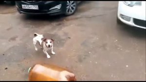 Собака играет с кеглёй