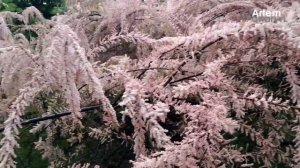 САМЫЕ КРАСИВЫЕ ЦВЕТУЩИЕ ДЕРЕВЬЯ В МИРЕ - Тамарикс ЦВЕТУЩИЙ КУСТАРНИК лучше САКУРЫ