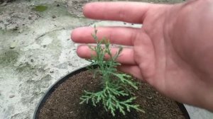 Пересадка Кедровой сосны/Cedar pine transplant