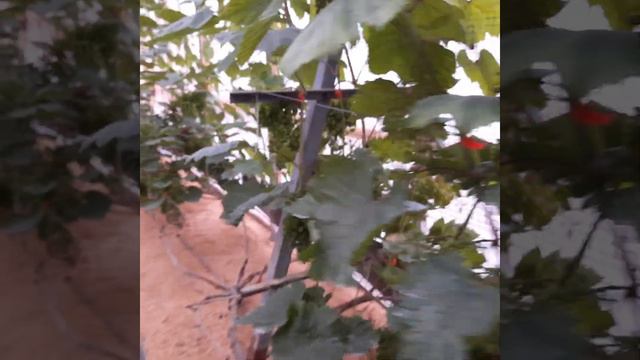 Виноград в Приморском Крае! Вот как 100 дней вегетации🍇26.05.2023г смотреть онлайн