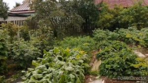 🍃Влог из деревни🍃 | 🍓дегустация ягод🍓