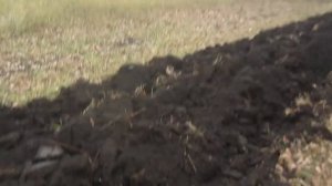 Ровные загонки на пахоте без навигатора.