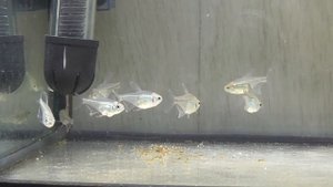 Тетра бриллиантовая