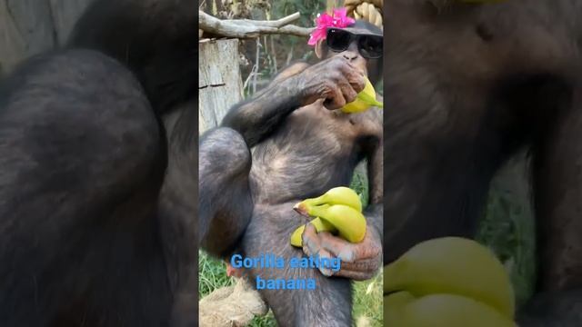Gorilla ? eating banana#short . Gorilla eating fruits #viral
