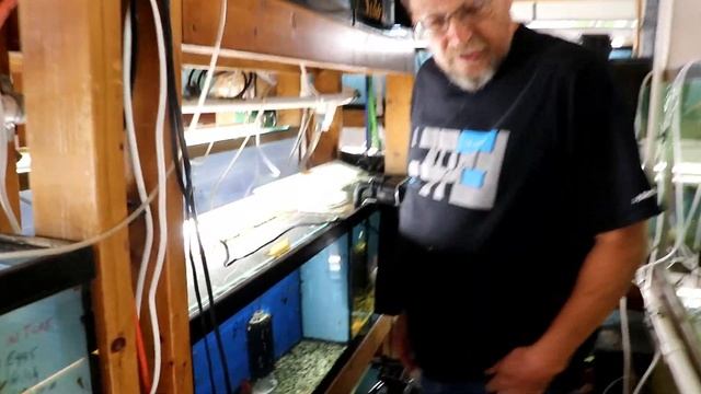 Rare Turkana Jewel Cichlid: Raising and Breeding with Master Breeder Phil смотреть онлайн