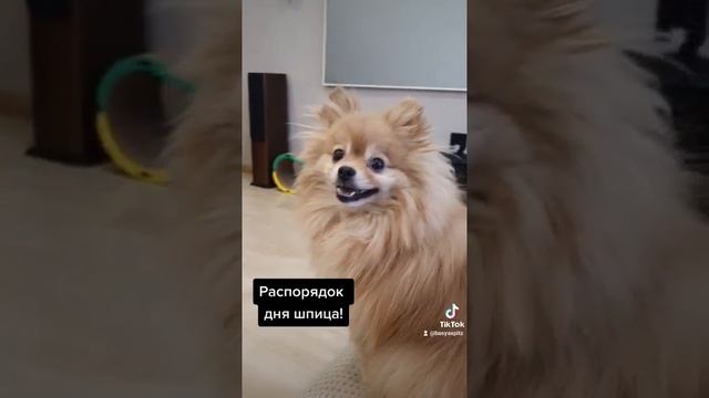 Распорядок дня шпица! смотреть онлайн