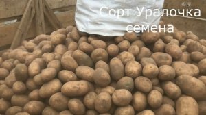 Семена картофеля на Урал, продоволка в регионы