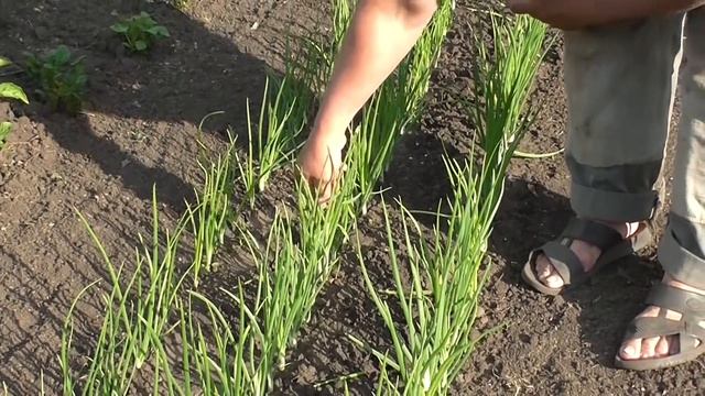 Что нужно сделать, что бы лук вырос крупный смотреть онлайн