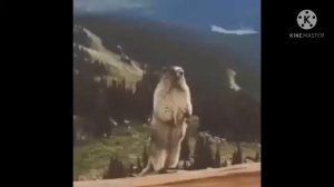 Суслик орет (Аааааааа)Часовая Версия