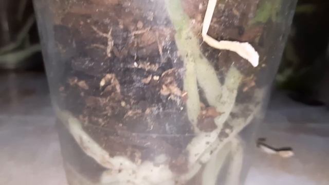 УЦЕНКИ ОРХИДЕЙ В ЛЕРУА И МОИ ПОКУПКИ смотреть онлайн