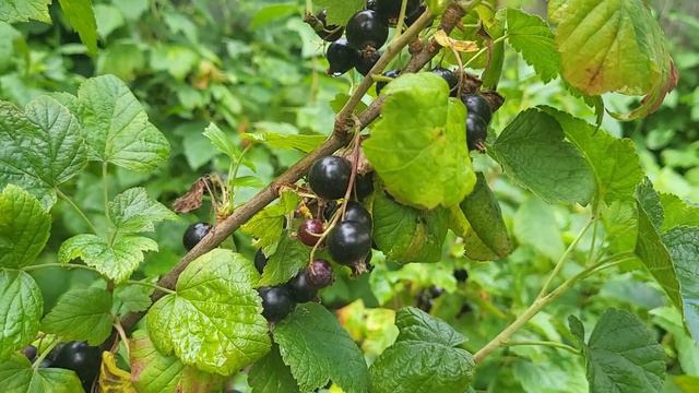 Ягодка малинка Berry raspberry смотреть онлайн