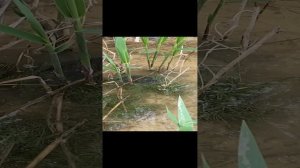 Черепаха в миниатюрном болотце