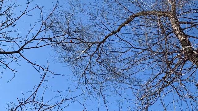 A Short Moment of Bird Sounds. Relaxing Nature Sounds. Zen Lotus