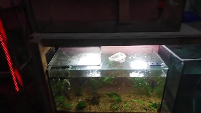 самка меченосцев на сносях смотреть онлайн