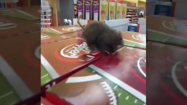 Walmart Rat Scare - Best #Vine 2013 смотреть онлайн