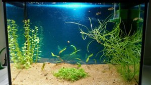 Свет в аквариуме, что важно знать? #NIK_72