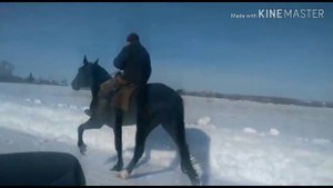 Продажа лошадей 03.03.2020