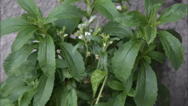 Stewia/Stevia-zamiennik cukru/substitute for sugar[ENG SUB] смотреть онлайн