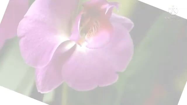 Top 10 beautiful flowers in the World  Beautiful flowers  Flowers