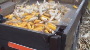 Уборка кукурузы мотоблоком в 2017-Corn harvesting in 2017