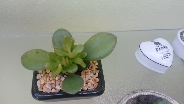 Suculentas: Crassula arborescens "Ripple Jade" X Crassula ovata "Jade Plant". смотреть онлайн