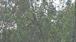 Сойка в ветвях дерева DSCN4505