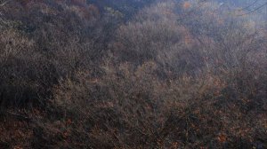 Schubert : Die Schone Mullerin  -  X. Tranenregen (눈물비)