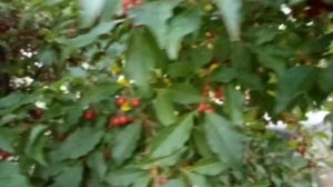 Ягода Гумми или Лох (дачные отличия)