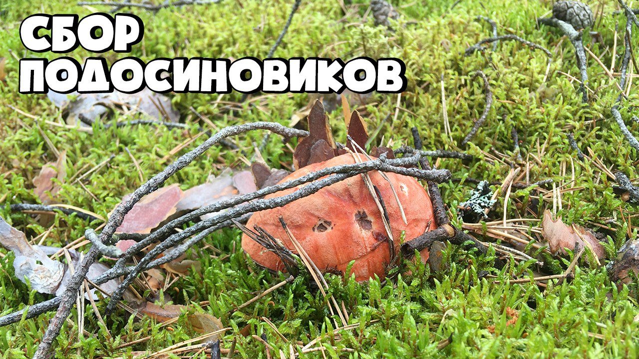 ПОХОД В ЛЕС ЗА ГРИБАМИ! ПОЛЯНА ПОДОСИНОВИКОВ В СОСНОВОМ ЛЕСУ!