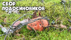 ПОХОД В ЛЕС ЗА ГРИБАМИ! ПОЛЯНА ПОДОСИНОВИКОВ В СОСНОВОМ ЛЕСУ!