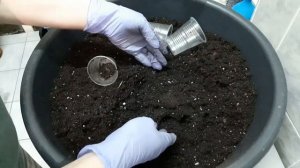 ПОСЕВ  ПЕРЦА  НА  РАССАДУ  В  МАРТЕ.