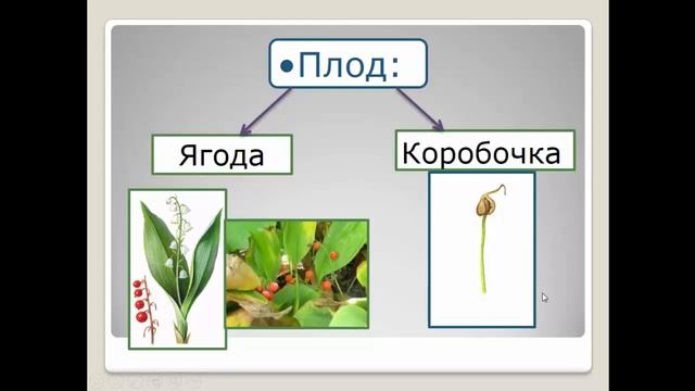 Биология. Раздел Ботаника. Семейство Лилейные. Людмила Ивановна. Profi-Teacher.ru