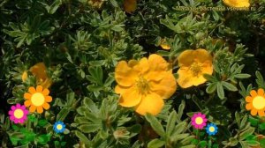 Лапчатка кустарниковая Танжерин. Краткий обзор, описание potentilla fruticosa Tangerine